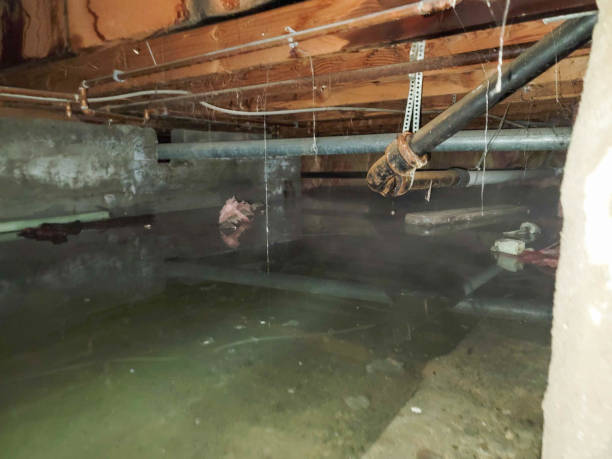 Best Flood damage cleanup  in Waimalu, HI